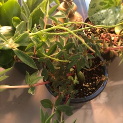 Peperomia Red Log plant