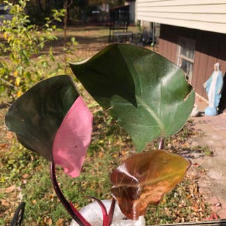 Pink Princess Philodendron plant in Temperance, Michigan