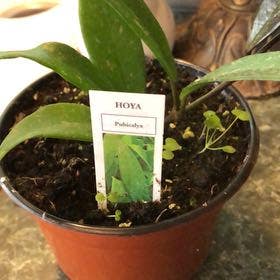 Hoya Pubicalyx plant in Temperance, Michigan