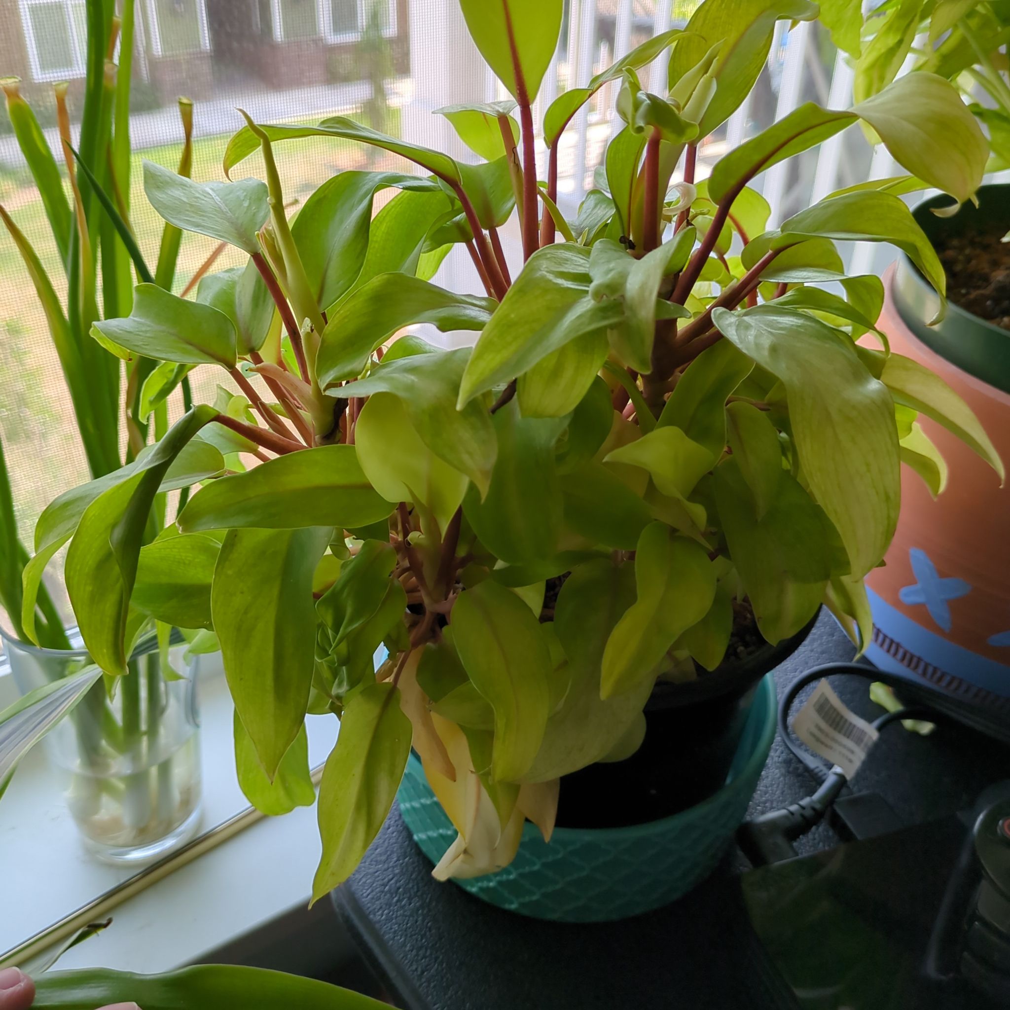 Philodendron 'Malay Gold' plant with some yellowing and browning leaves in a blue pot on a windowsill.