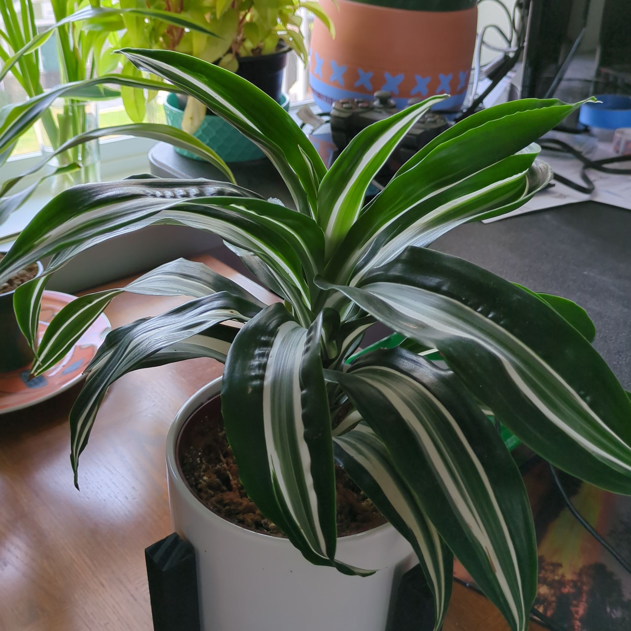 Healthy White Jewel Dracaena plant with vibrant green leaves and white stripes in a white pot.