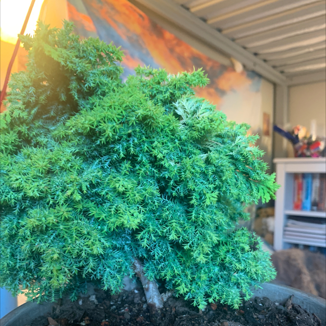 Potted American Common Juniper plant with dense green foliage, indoor background.