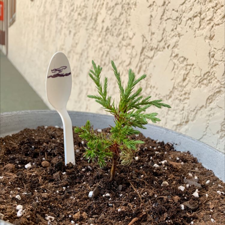 Young Giant Sequoia plant in a pot with visible soil.