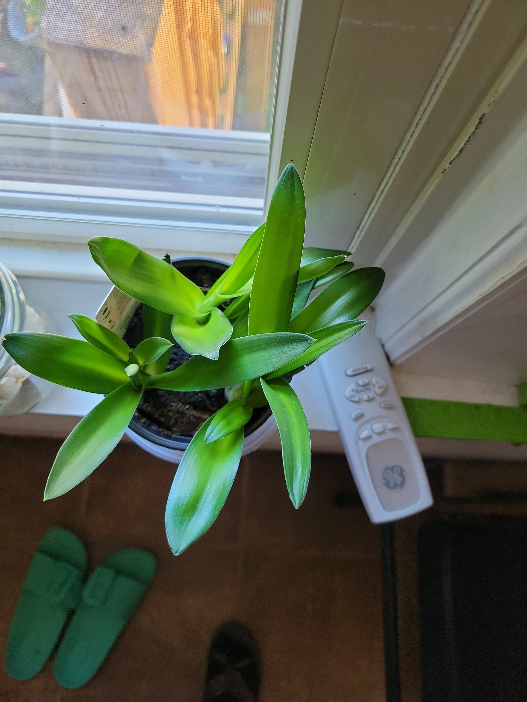 Bath Asparagus Plant Care Water, Light, Nutrients Greg App 🌱