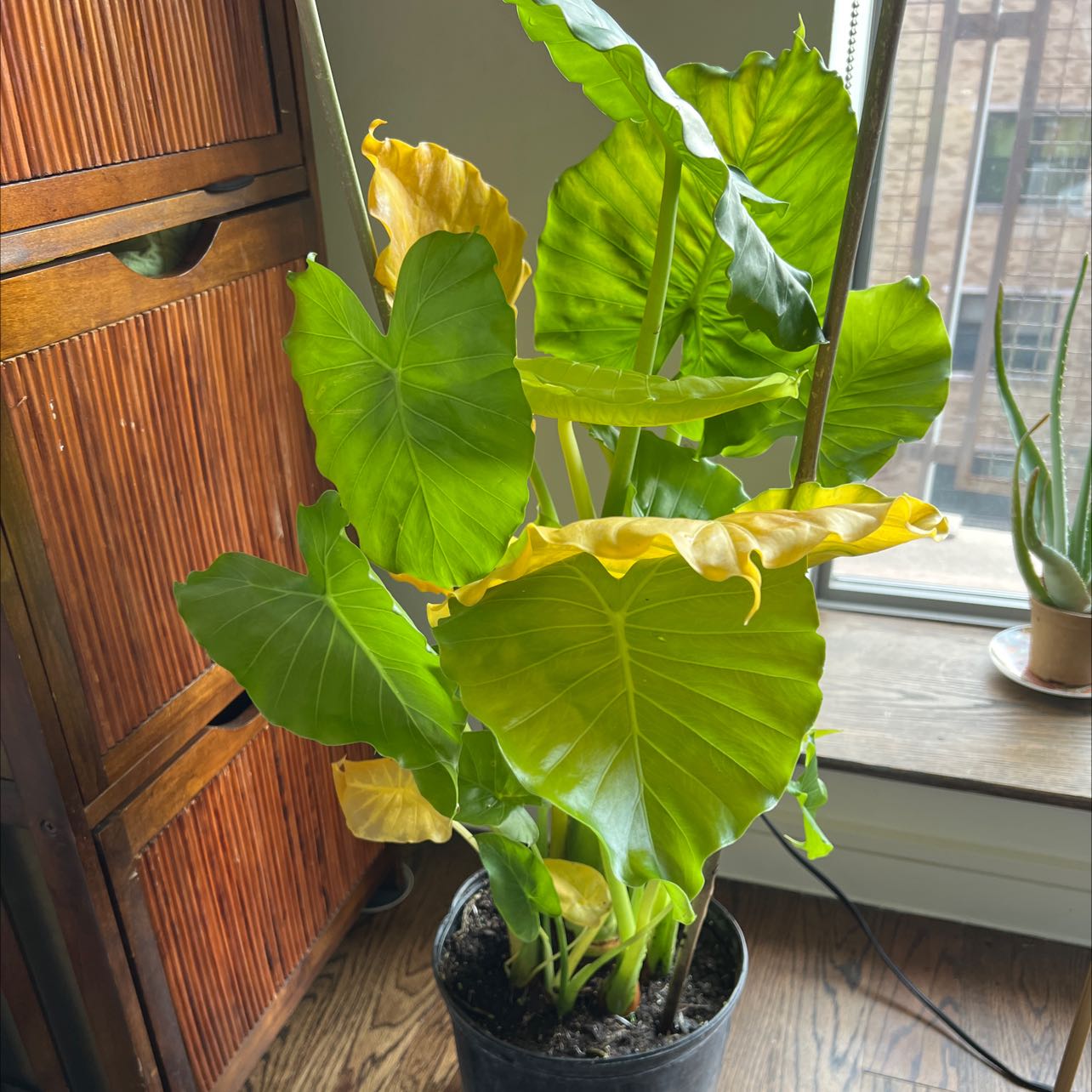 Potted Alocasia gagaena 'California' with some yellowing leaves near a window.
