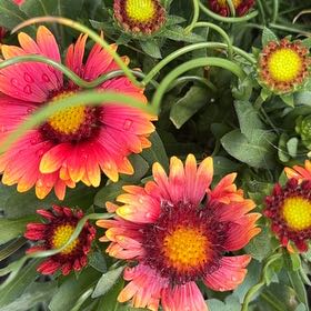 Photo of the plant species Indian Blanket by @SpunkyBokchoi named Daphne on Greg, the plant care app