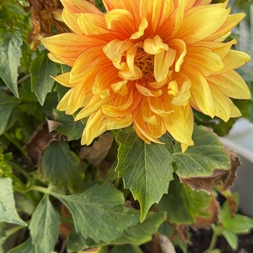 Photo of the plant species Garden Dahlia by @SpunkyBokchoi named Fernie Saunders on Greg, the plant care app