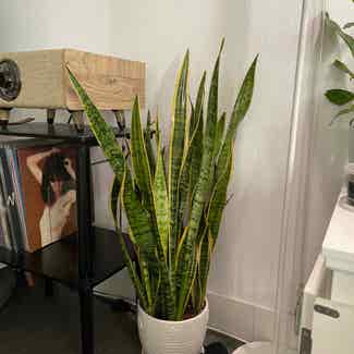 Snake Plant plant in Los Angeles, California