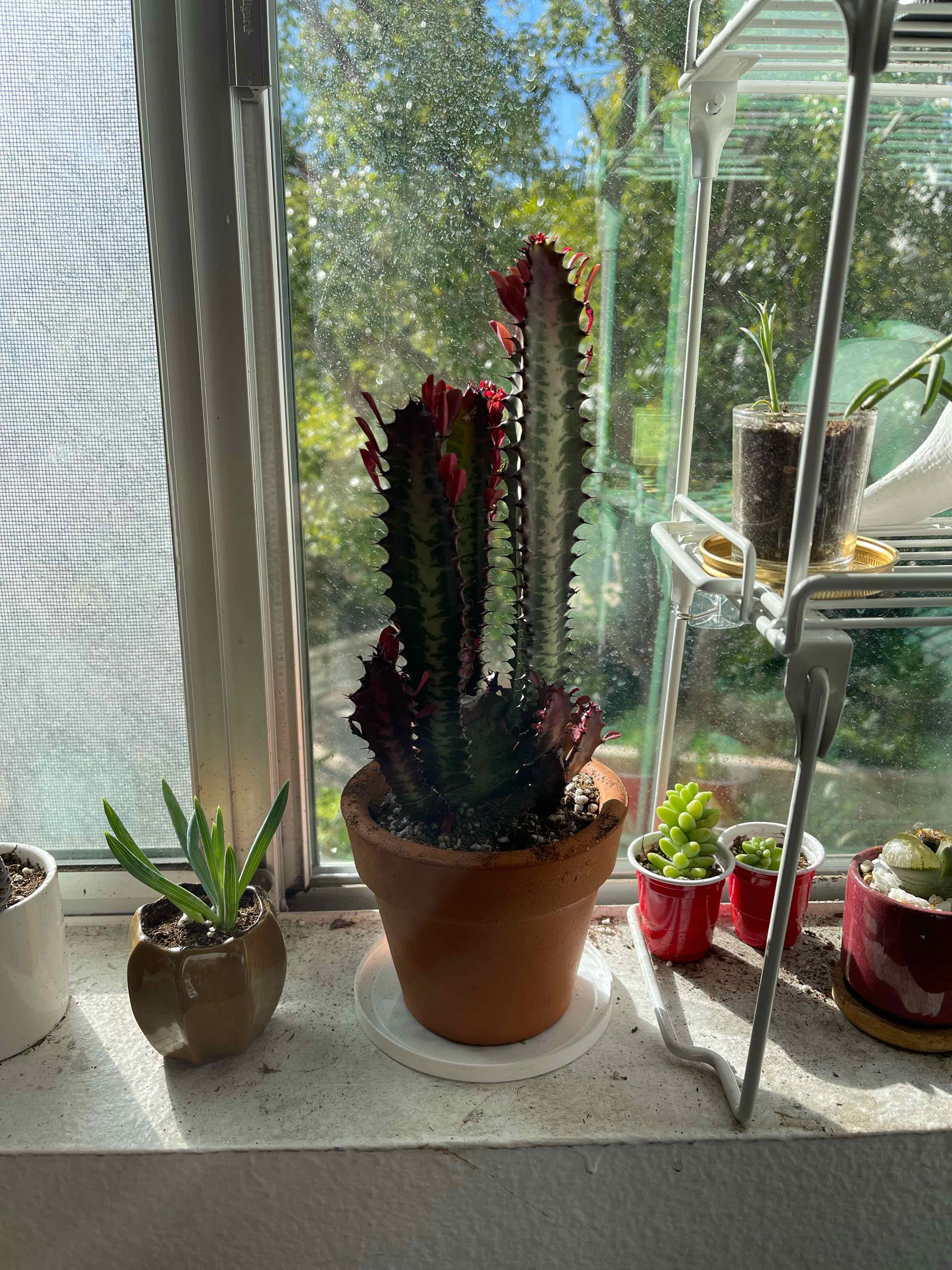 Royal Red African Milk Tree in a pot on a windowsill with other plants nearby.