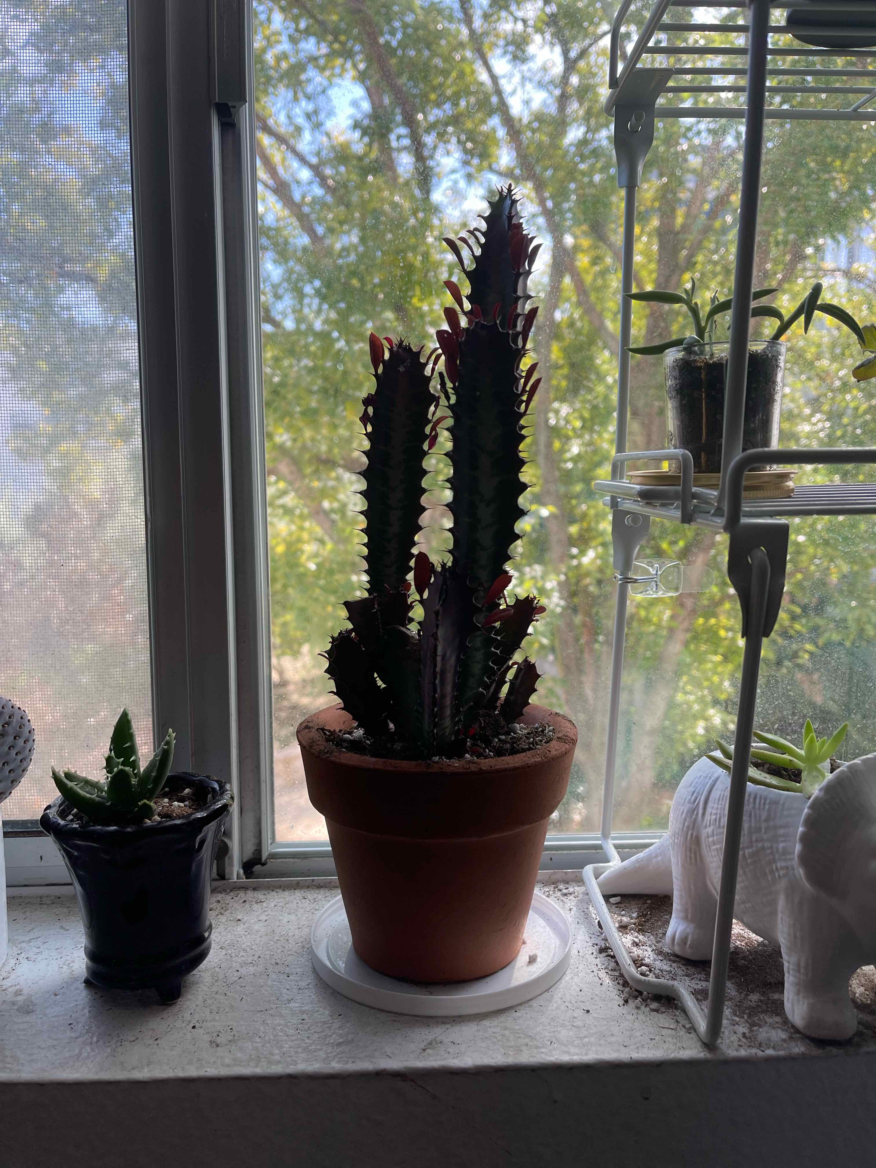 Royal Red African Milk Tree in a pot on a windowsill with other plants and decorative items.