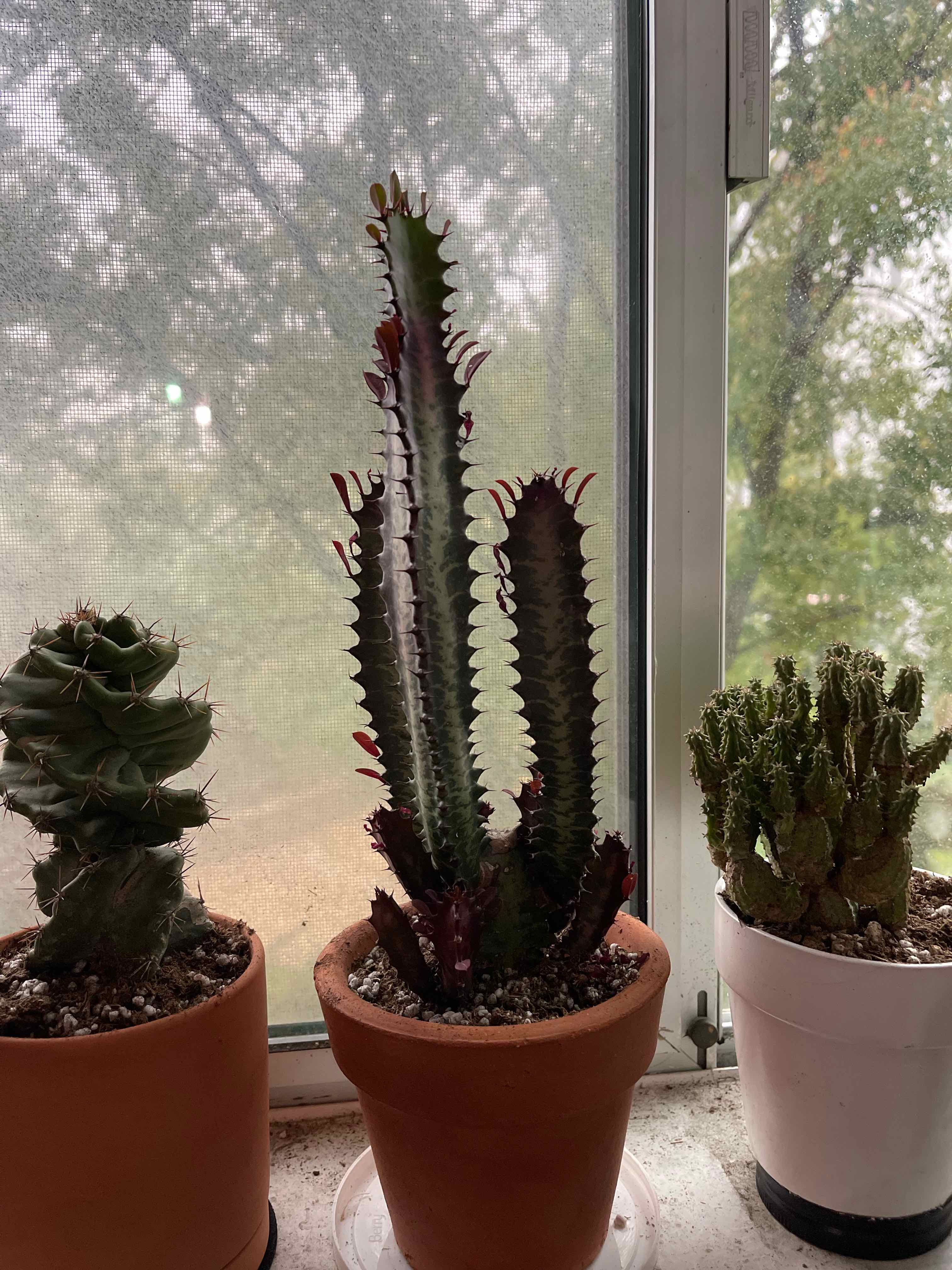 Royal Red African Milk Tree on a windowsill with other potted plants.