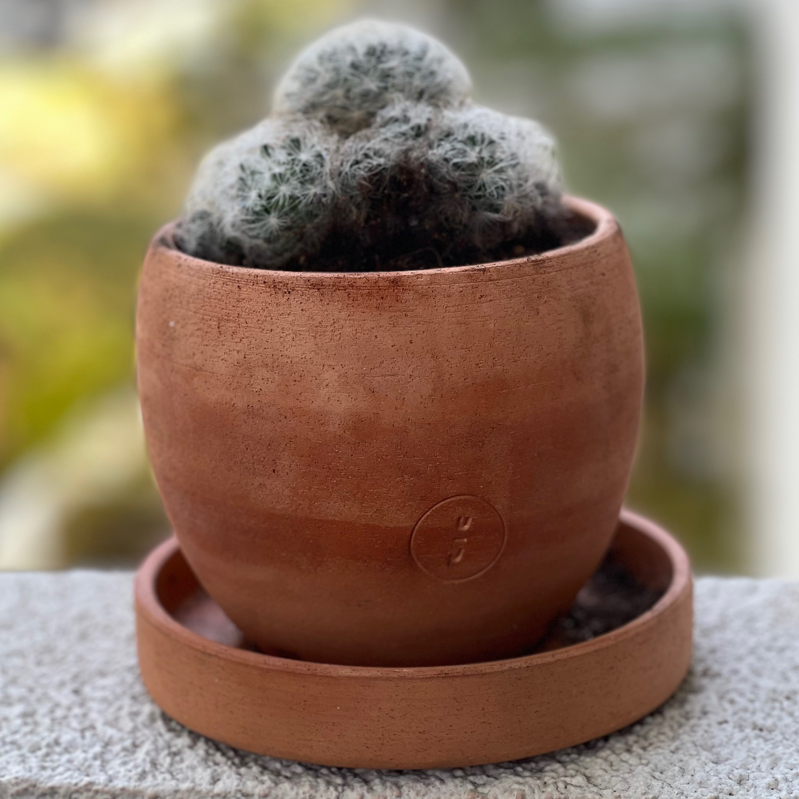 Potted Mammilloydia cactus in a terracotta pot, appears healthy.