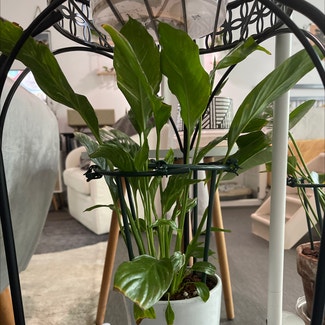 Variegated Peace Lily plant in Los Angeles, California