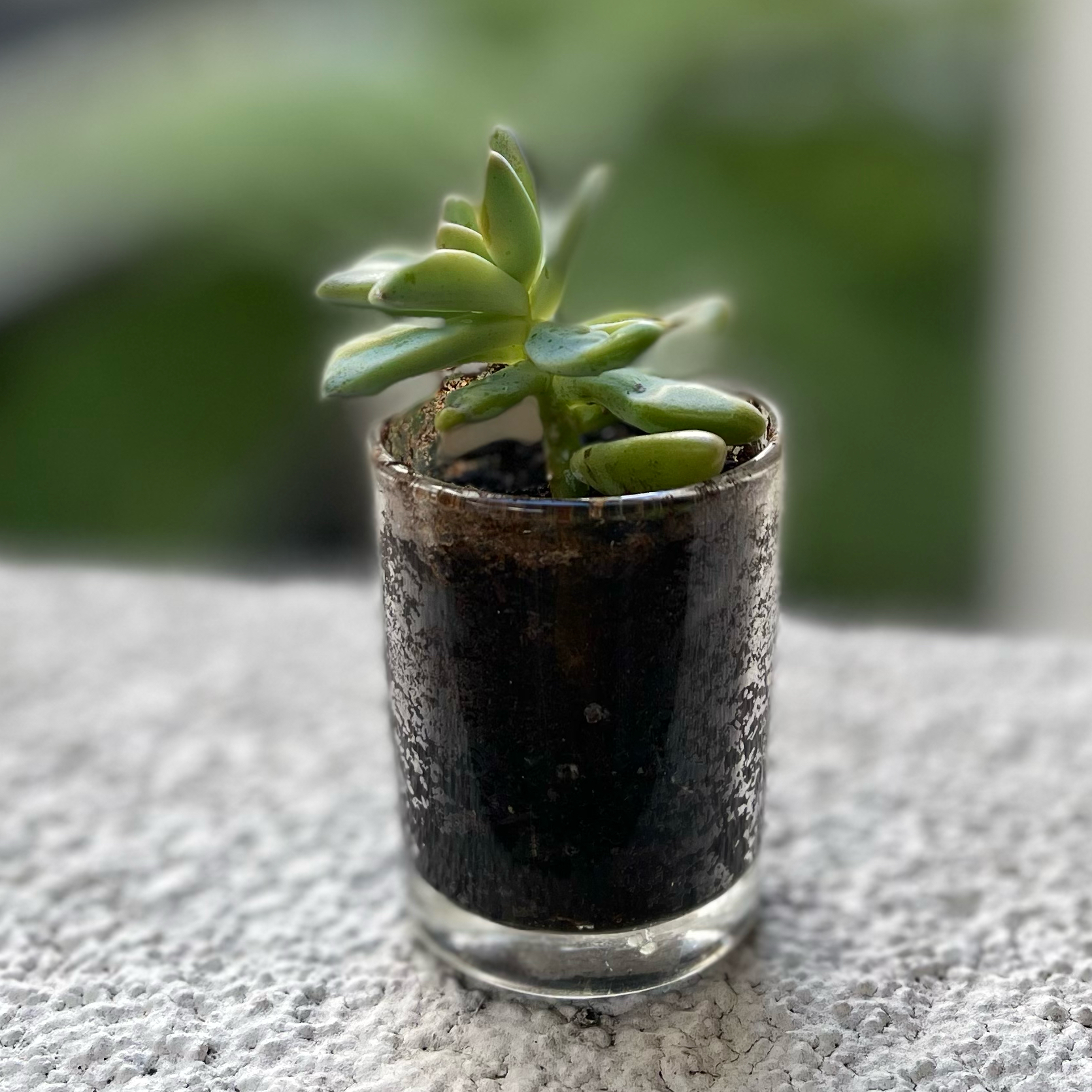 A healthy Pink Moonstone succulent in a glass container with visible soil.