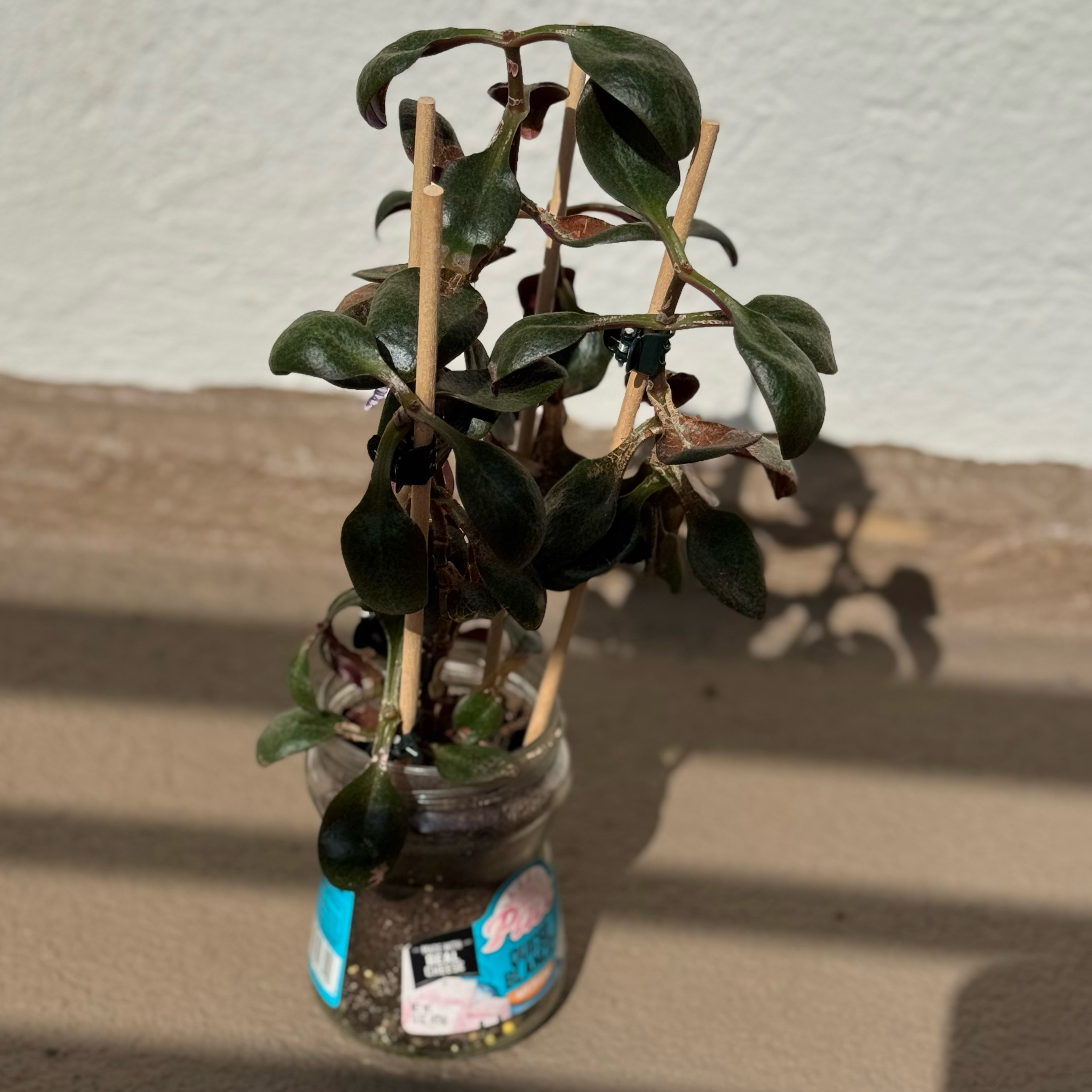 Photo of the plant species Pondo Cliff Crassula by @WadePlants named Rainier on Greg, the plant care app