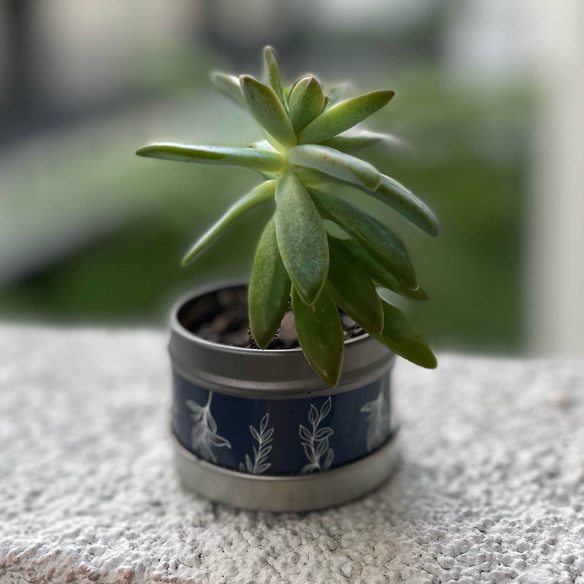 Pachyphytum hookeri succulent in a small decorative pot with green leaves, well-focused.
