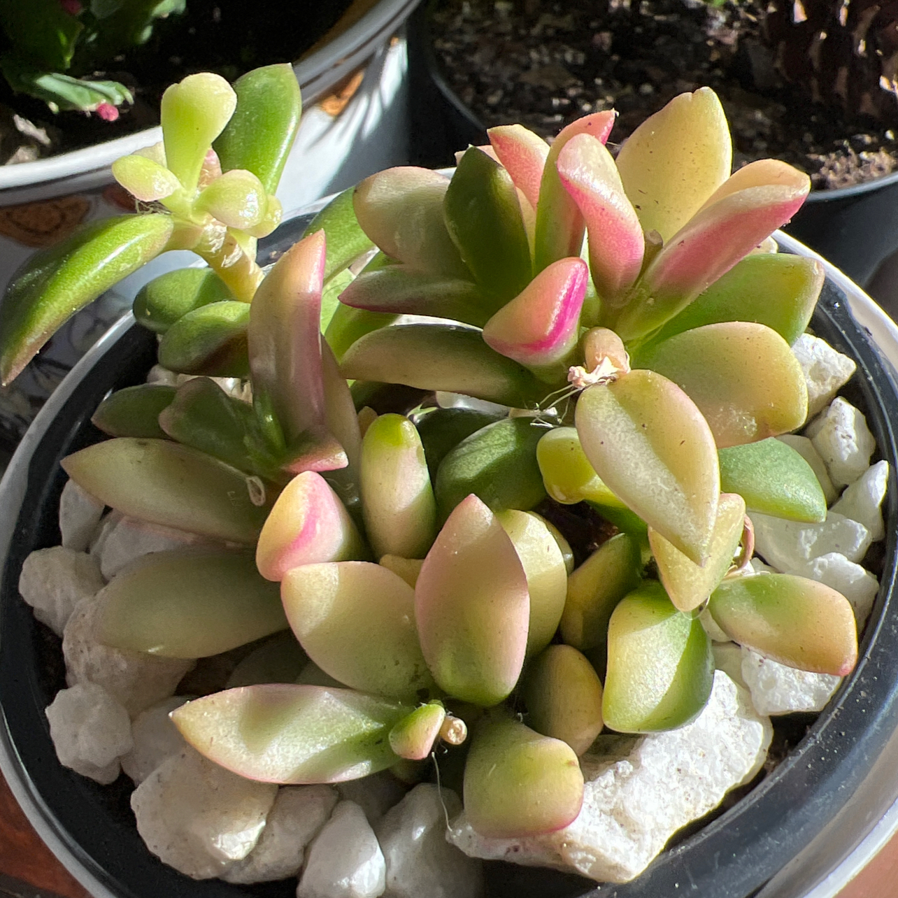 Anacampseros telephiastrum 'Variegata' succulent with variegated leaves in a pot.