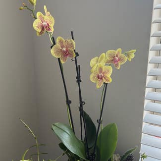 Phalaenopsis Orchid plant in Gaithersburg, Maryland