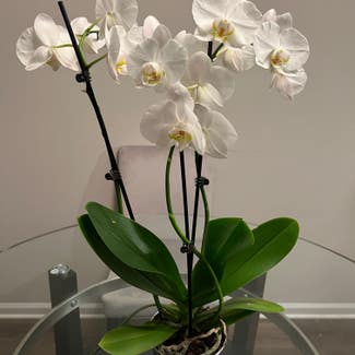 Phalaenopsis Orchid plant in Gaithersburg, Maryland