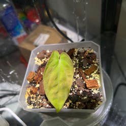 Anthurium papillilaminum plant