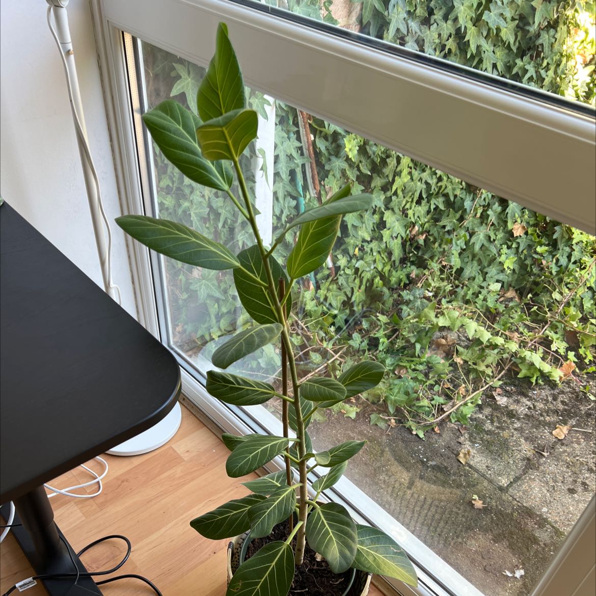 Florida Strangler Fig plant indoors near a window, healthy green leaves.