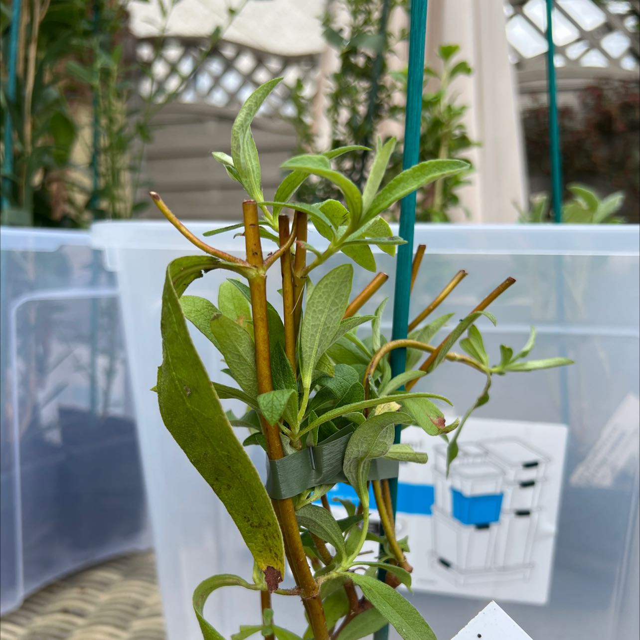 Photo of the plant species Grey-Leaf Cistus by @WillRosemoss named Your plant on Greg, the plant care app