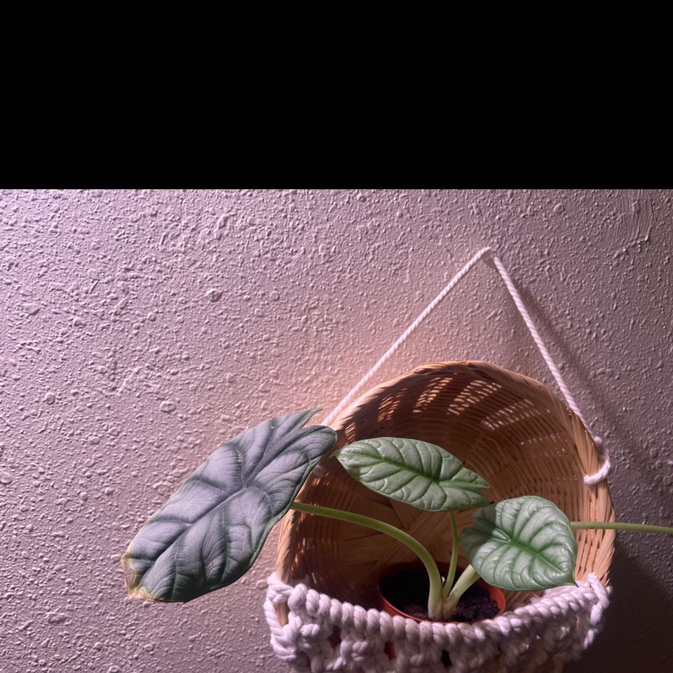 Alocasia Ninja plant in a hanging basket with healthy green leaves.