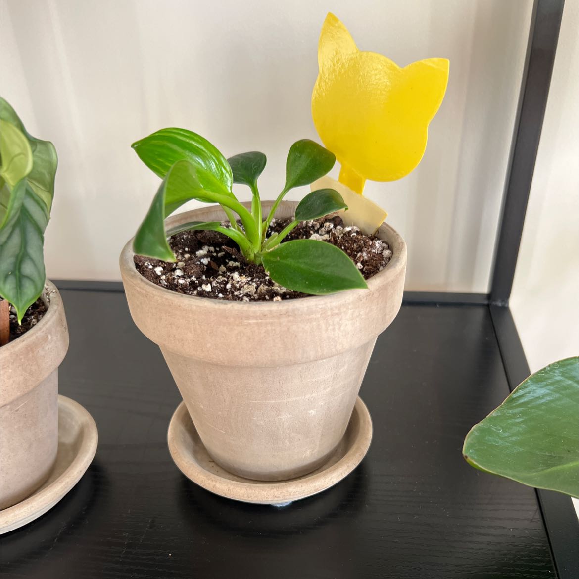Potted Green Princess plant with healthy green leaves in a beige pot, visible soil, and a yellow plant marker.