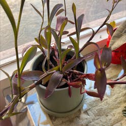 Purple Heart plant