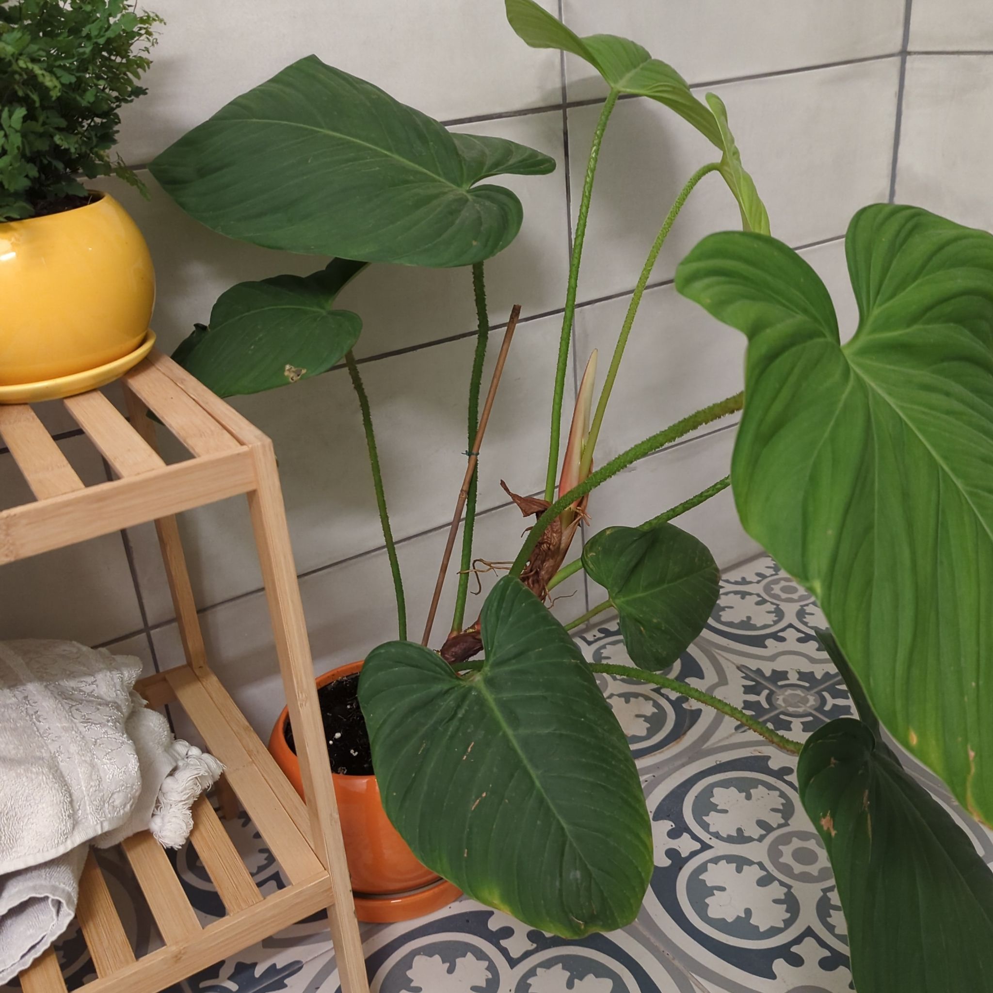 Philodendron Pastazanum plant with large green leaves in a pot on a tiled floor next to a wooden shelf.
