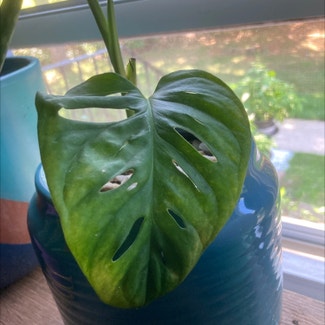 Window Leaf plant in Middletown, Connecticut