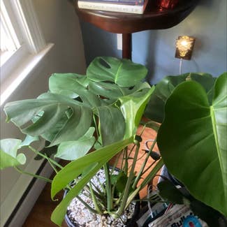 Monstera plant in Middletown, Connecticut