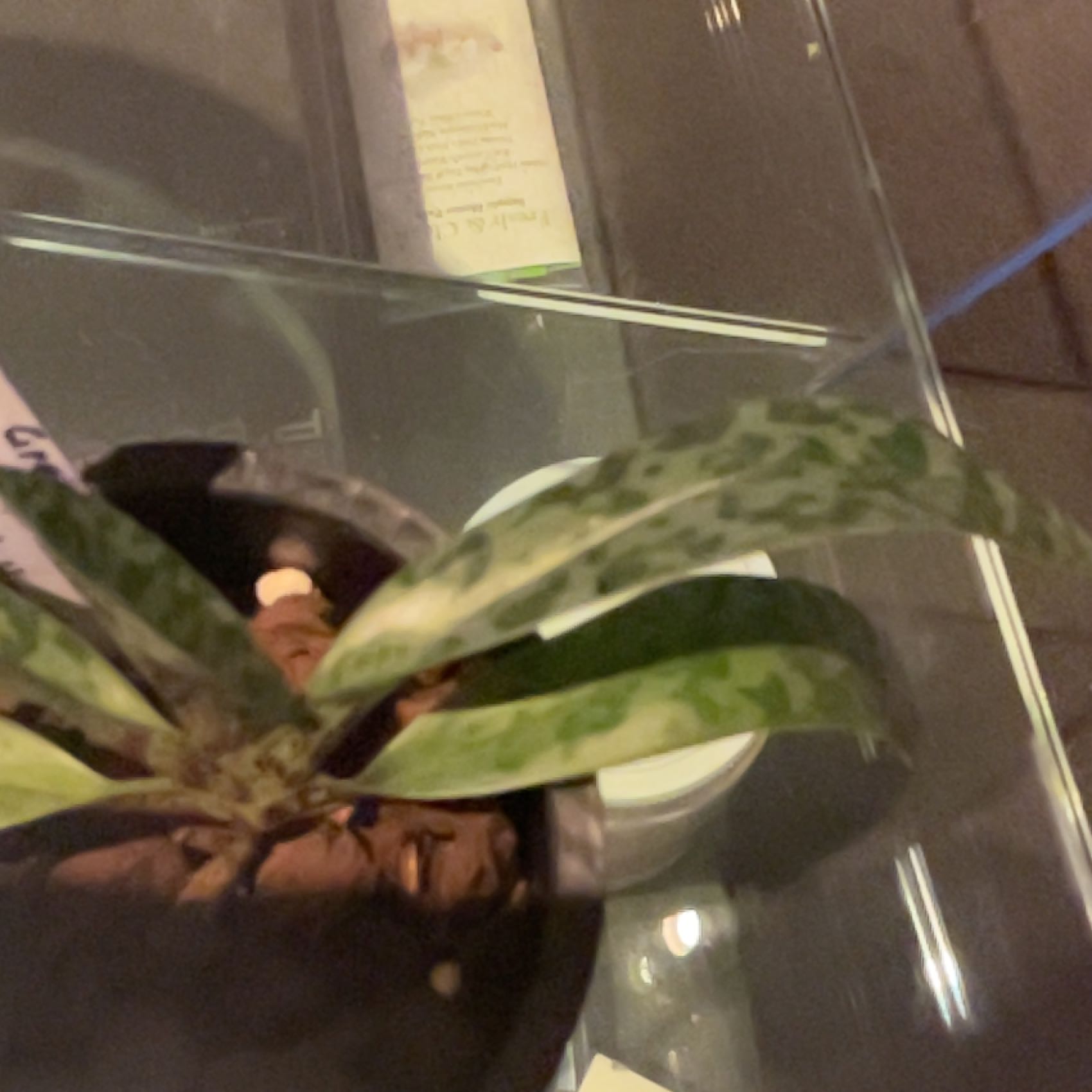 Photo of the plant species Paphiopedilum venustum by @ImmortalPepino named Messi on Greg, the plant care app