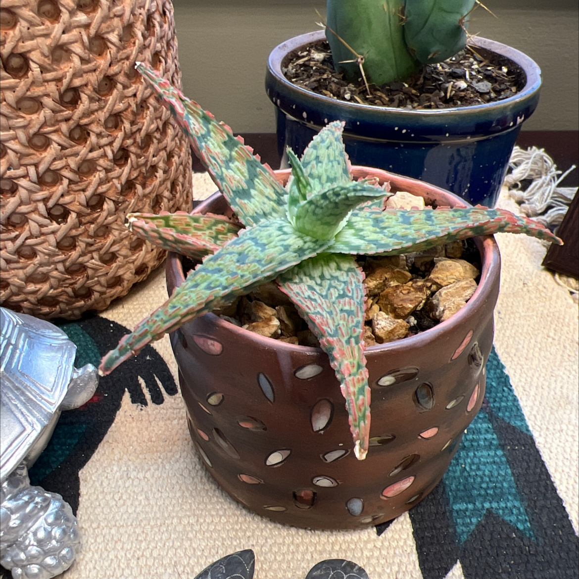 Photo of the plant species Aloe 'Delta Dawn' by @stillingz named Margaret Ann on Greg, the plant care app