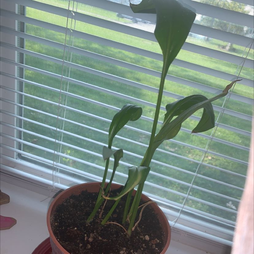 Plant care for Echinodorus 'Red Flame' on Greg, the plant care app