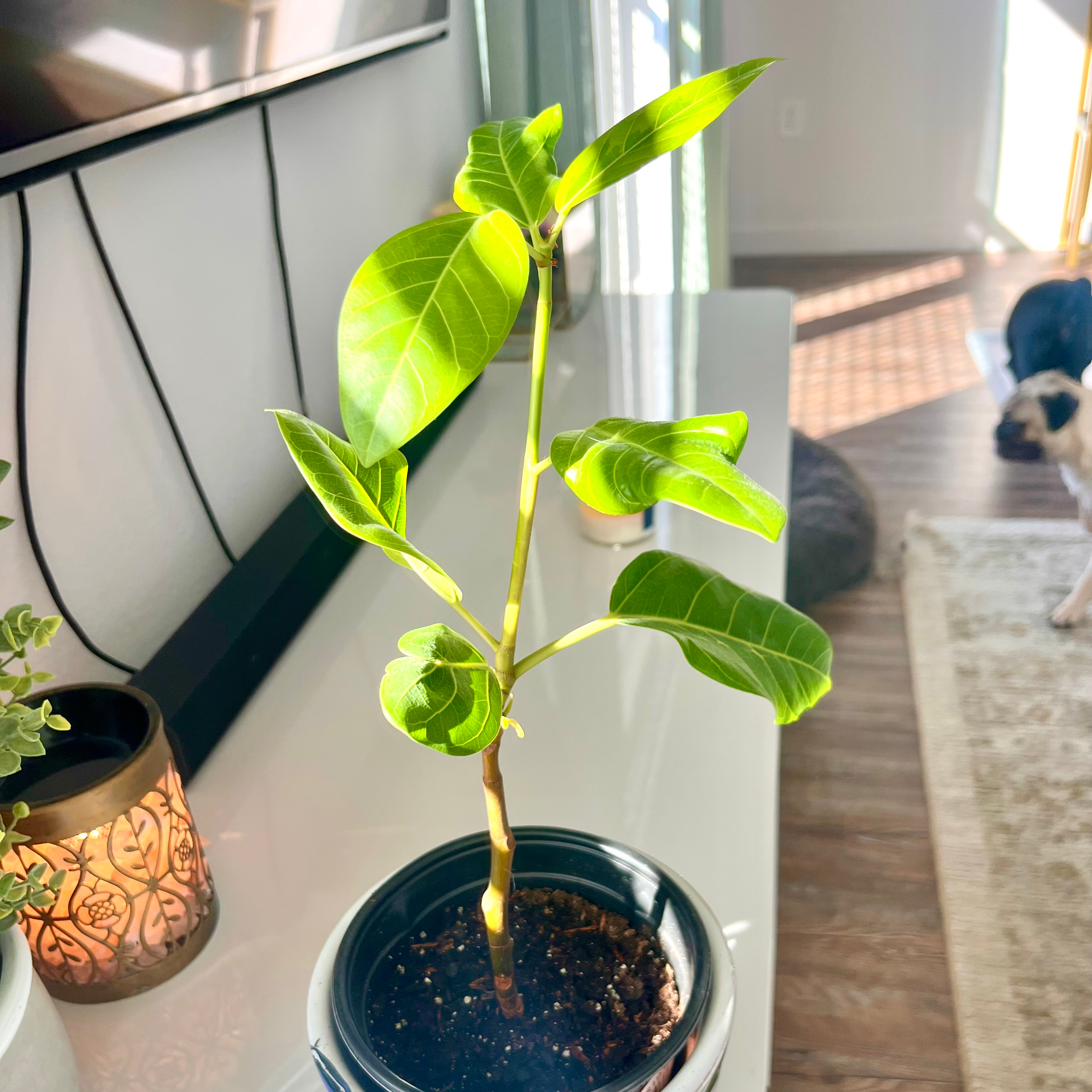 A healthy young Florida Strangler Fig plant in a pot with visible soil.