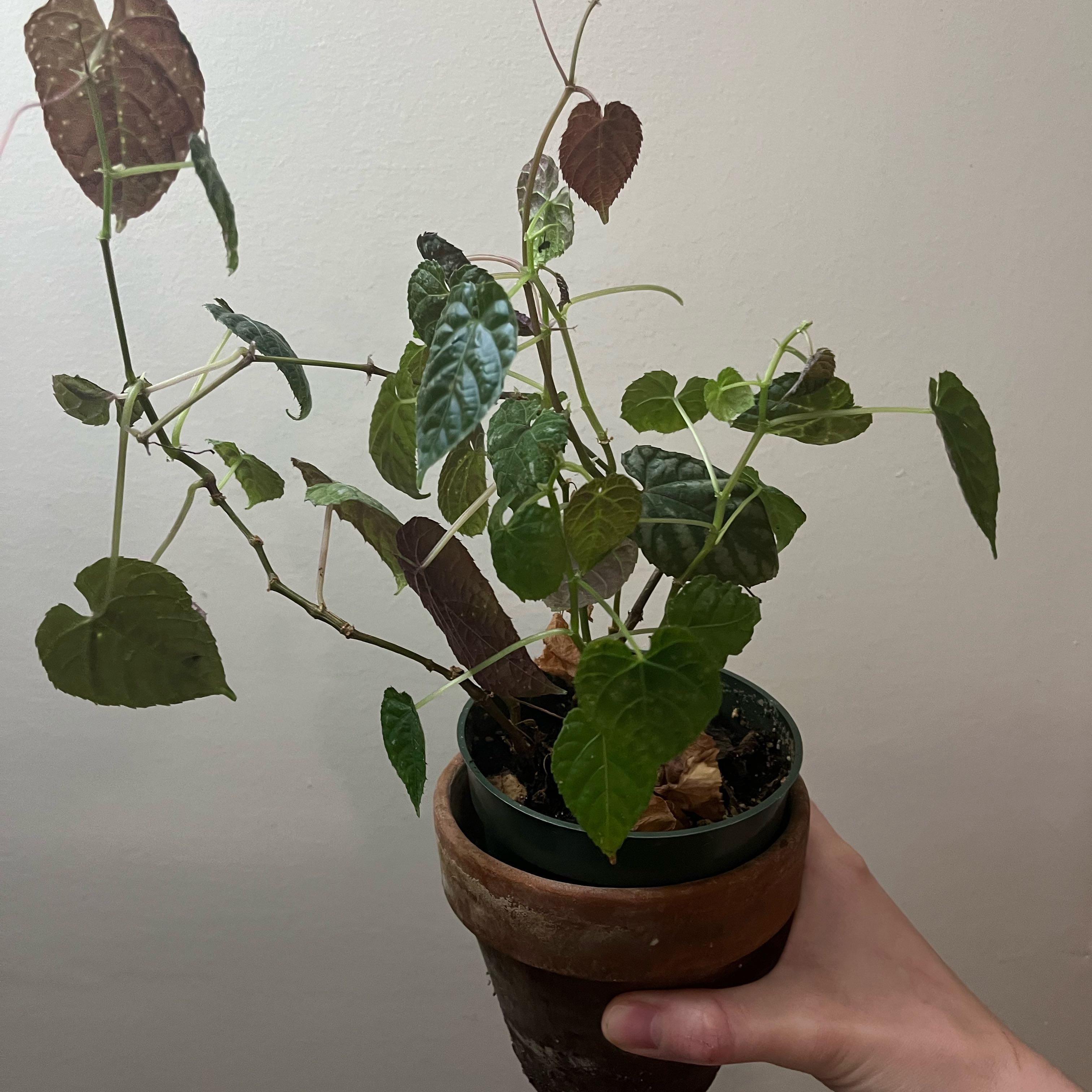 Photo of the plant species Begonia by @KeenSalsify named Zeus on Greg, the plant care app
