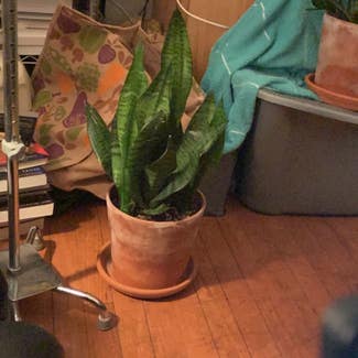 Snake Plant plant in East Orange, New Jersey