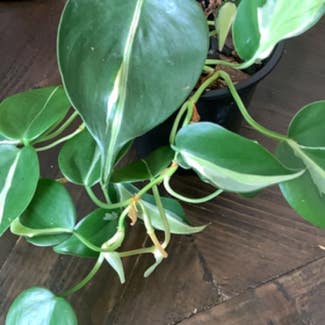 Philodendron Brasil plant in East Orange, New Jersey