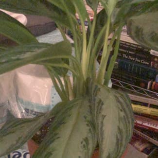 Chinese Evergreen plant in East Orange, New Jersey