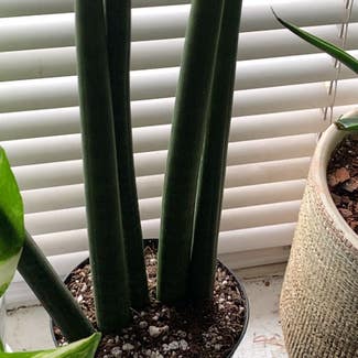 Cylindrical Snake Plant plant in East Orange, New Jersey