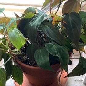Philodendron Micans plant in East Orange, New Jersey
