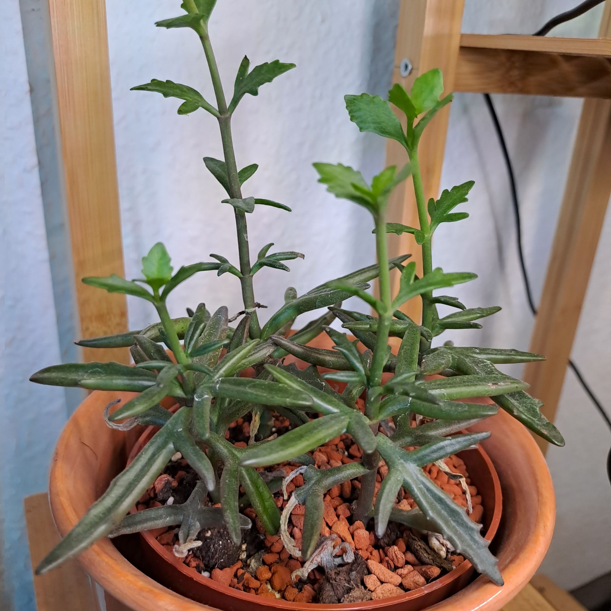 Photo of the plant species Kalanchoe 'Spider' by @Prometheus named Zion on Greg, the plant care app