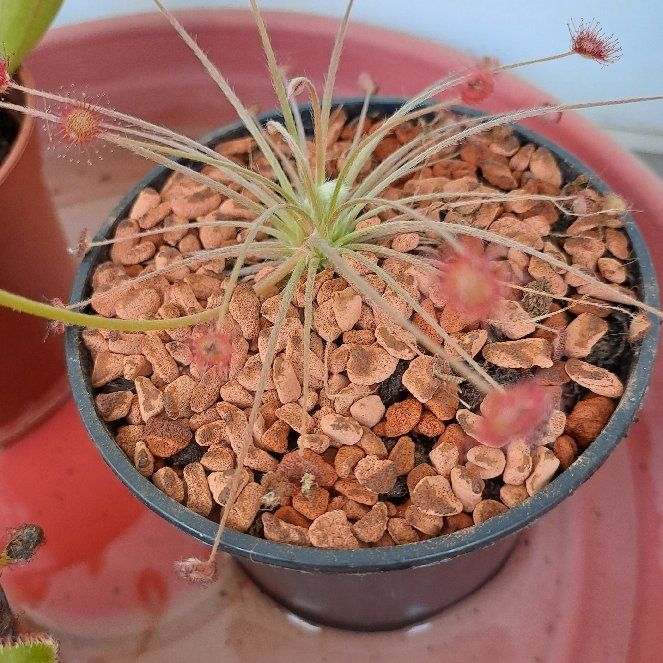 Photo of the plant species Sundew by @Prometheus named Sproutacus on Greg, the plant care app