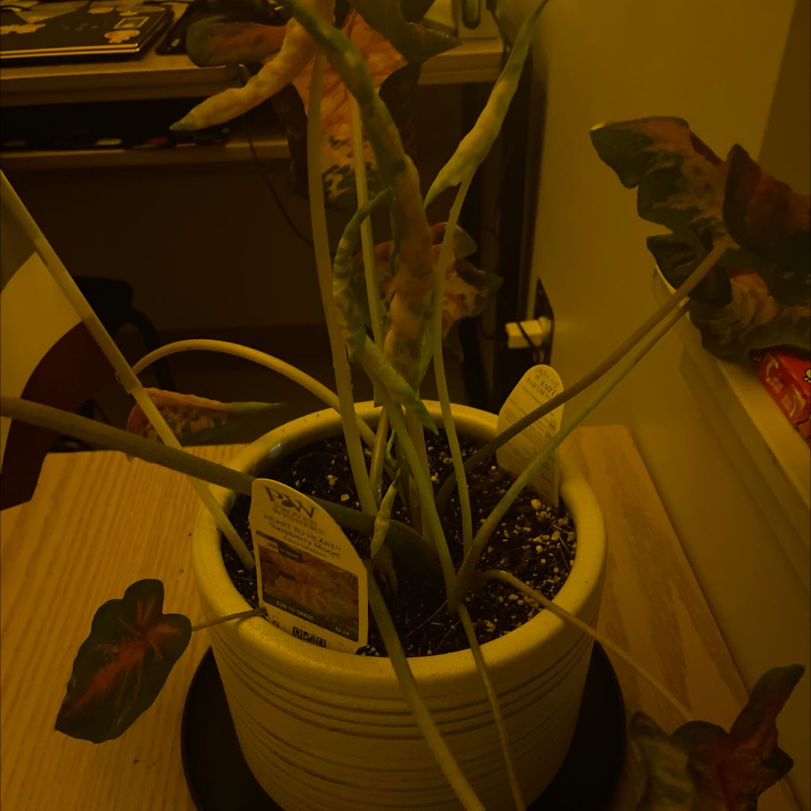 Photo of the plant species Caladium 'Raspberry Moon' by @AmazingRedcap named Maya on Greg, the plant care app