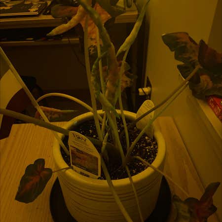 Photo of the plant species Caladium 'Raspberry Moon' by Amazingredcap named Maya on Greg, the plant care app