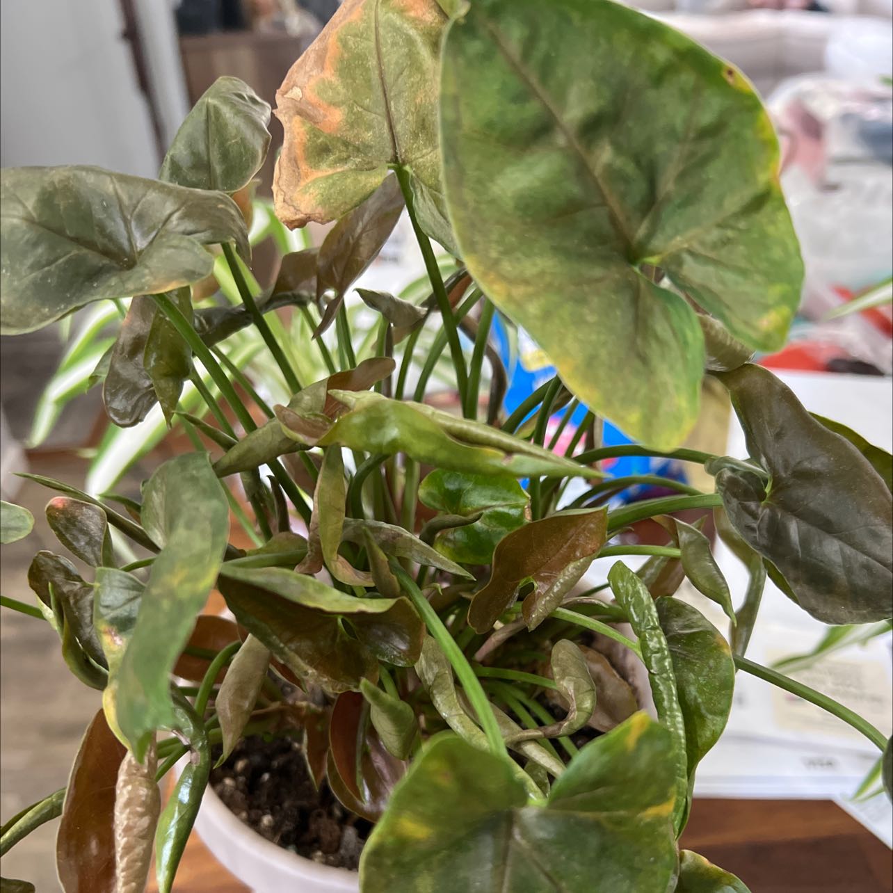 Syngonium 'Maria Allusion' plant with visible leaf discoloration in a pot.
