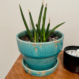 Cylindrical Snake Plant plant in Grand Rapids, Michigan