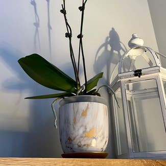 Phalaenopsis Orchid plant in Grand Rapids, Michigan
