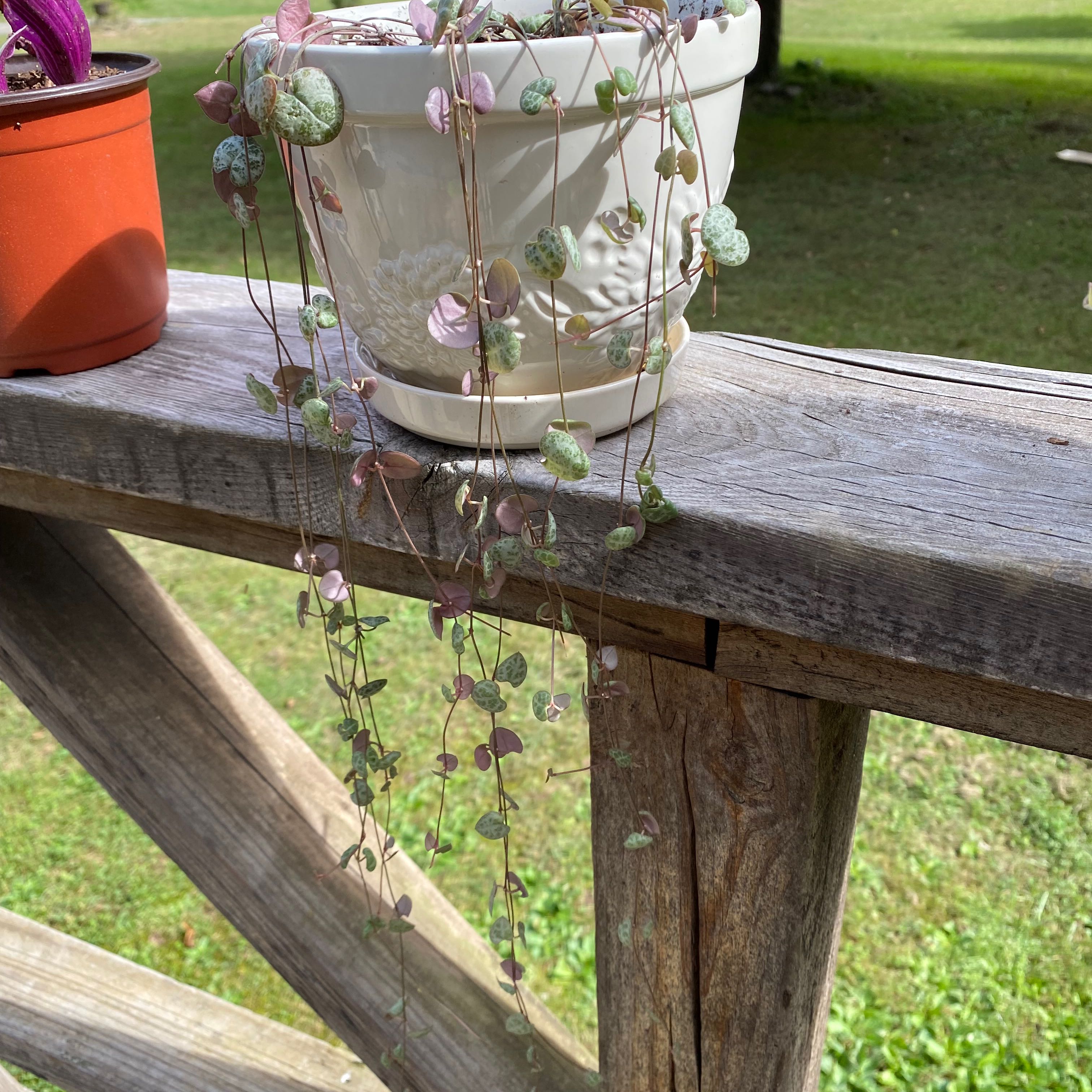 Photo of the plant species string of hearts by @GroovyPignut named Jules on Greg, the plant care app